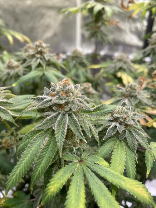 NewRun. Week 15 - Velvet Moon