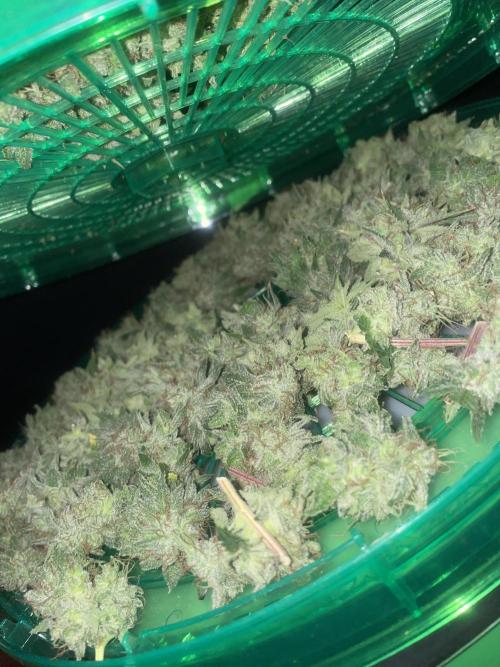 NewRun. Week 16 - Gelato Dream