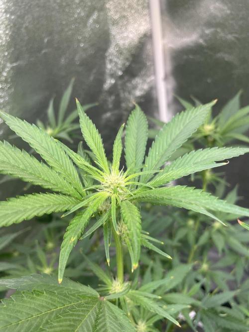 ReRun. Week 7 - BlackMuffin