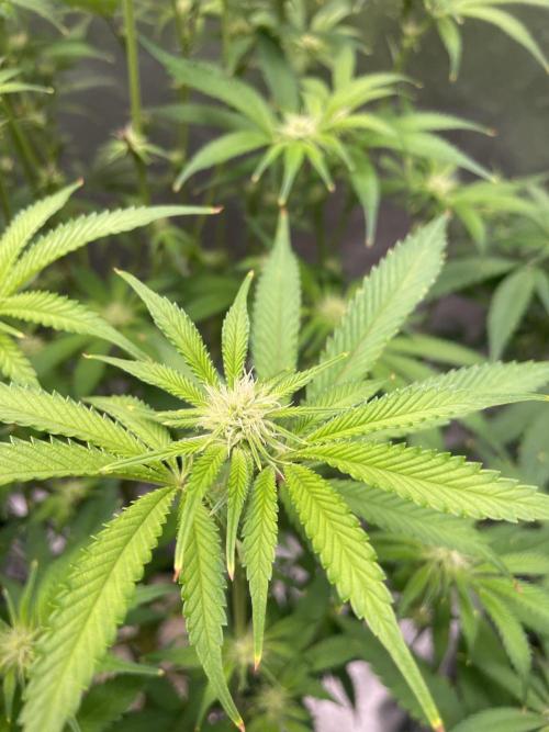 ReRun. Week 7 - VelvetMoon