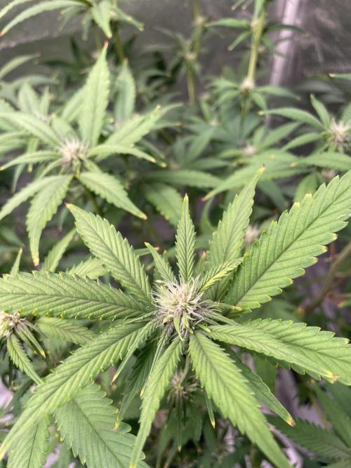 ReRun. Week 7 - BlackMuffin