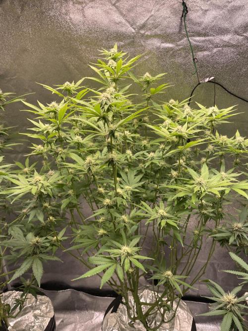 ReRun. Week 8 - VelvetMoon