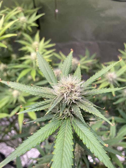 ReRun. Week 8 - BlackMuffin