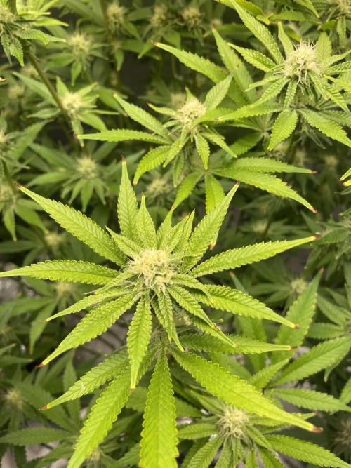 ReRun. Week 8 - VelvetMoon