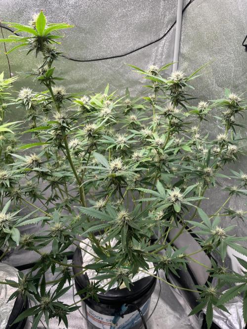 ReRun. Week 8 - BlackMuffin