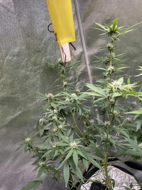 ReRun. Week 8 - BlackMuffin