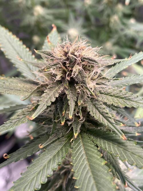 ReRun. Week 9 - BlackMuffin