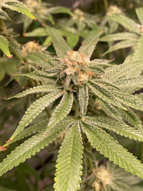 ReRun. Week 9 - VelvetMoon