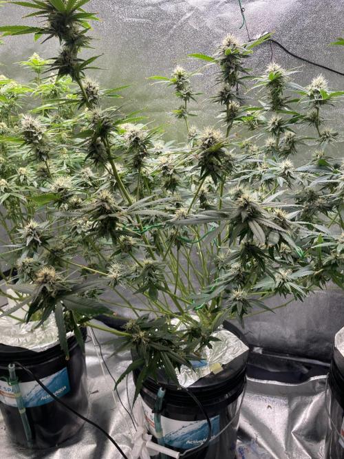 ReRun. Week 9 - BlackMuffin