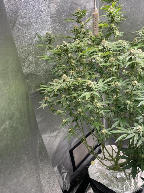 ReRun. Week 9 - VelvetMoon