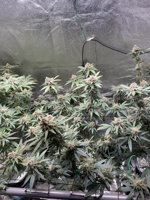 ReRun. Week 10 - BlackMuffinF