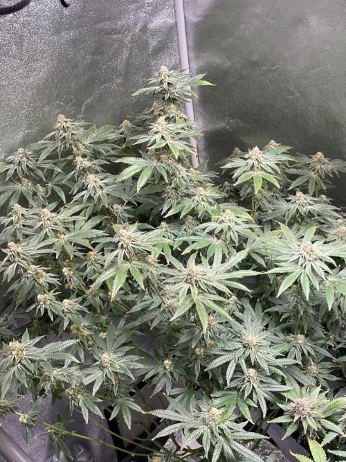 ReRun. Week 10 - VelvetMoon