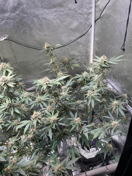 ReRun. Week 10 - BlackMuffinF