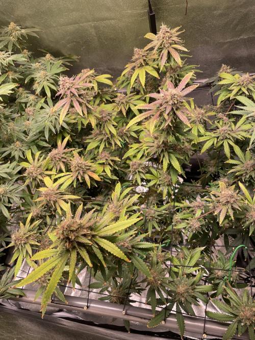 ReRun. Week 11 - BlackMuffin F