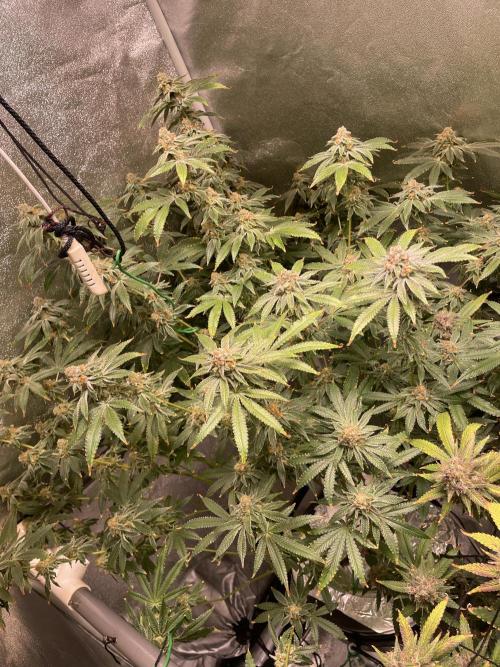 ReRun. Week 11 - VelvetMoon