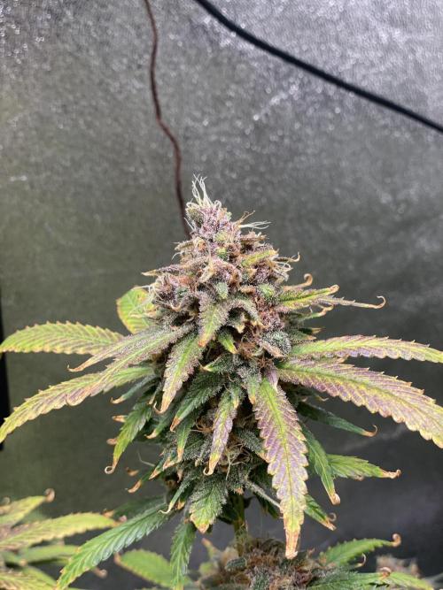 ReRun. Week 12 - BlackMuffinF