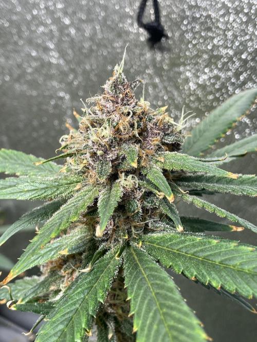 ReRun. Week 12 - BlackMuffinF