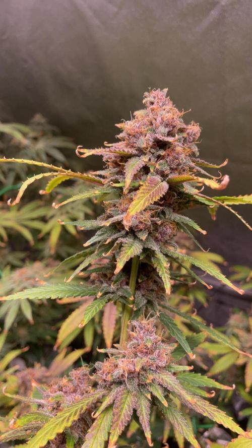 ReRun. Week 13 - BlackMuffinF