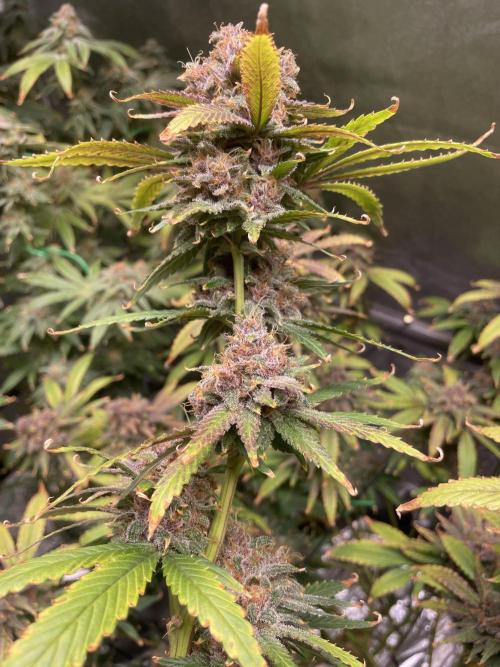 ReRun. Week 13 - BlackMuffinF