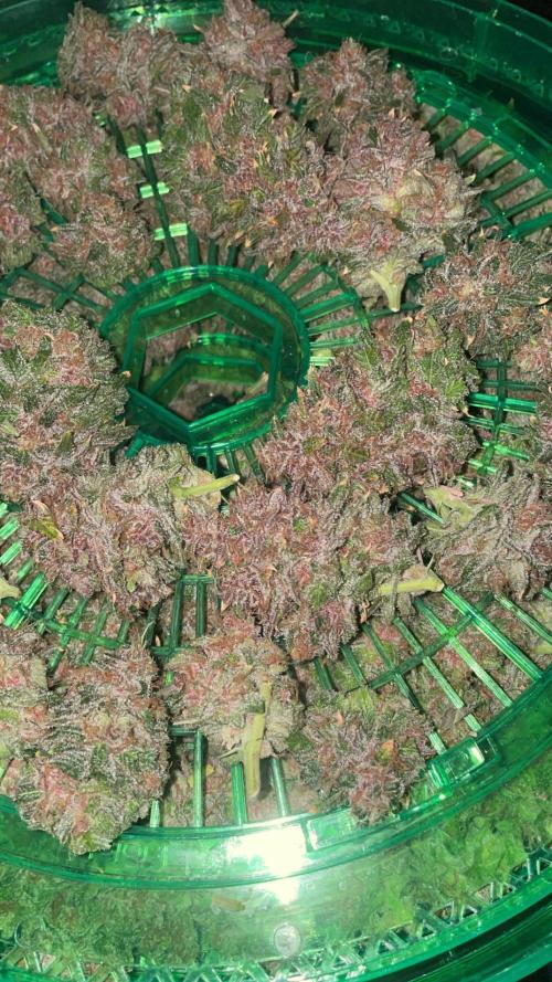 ReRun. Week 13 - Loaded In the herbsow.💯