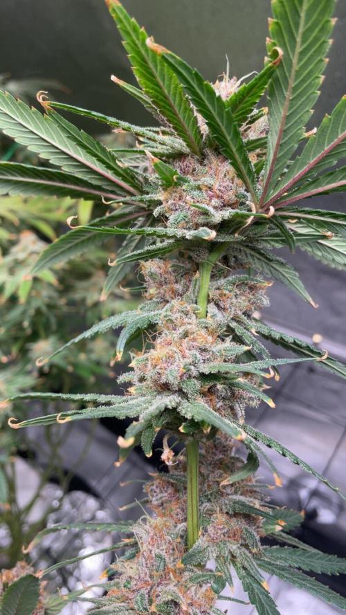 ReRun. Week 13 - BlackMuffin