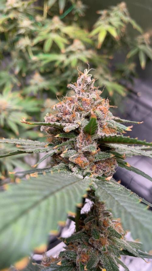 ReRun. Week 13 - BlackMuffin