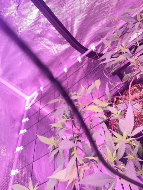 SweetSeeds Run (BM. Week 5
