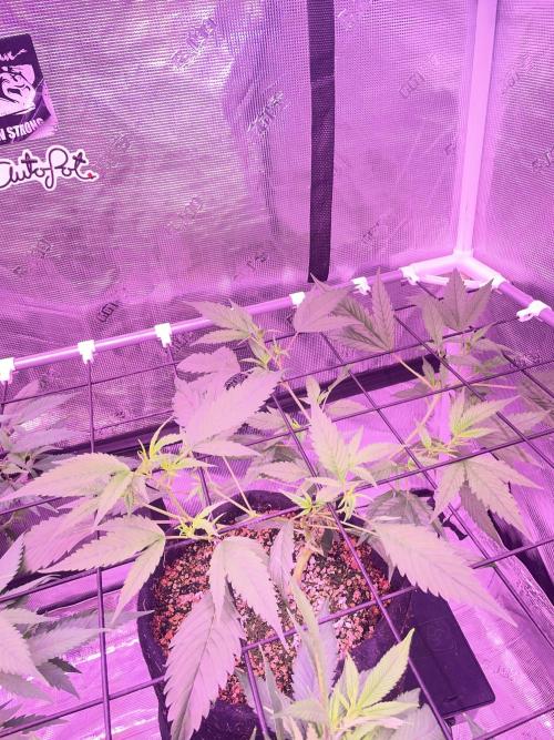 SweetSeeds Run (BM. Week 5