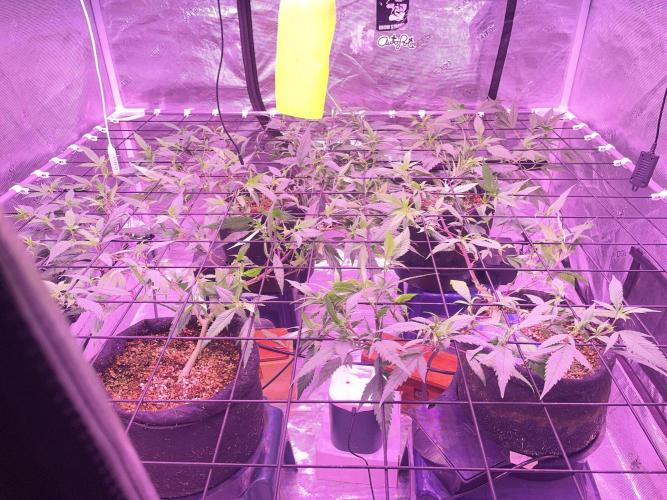 SweetSeeds Run (BM. Week 5