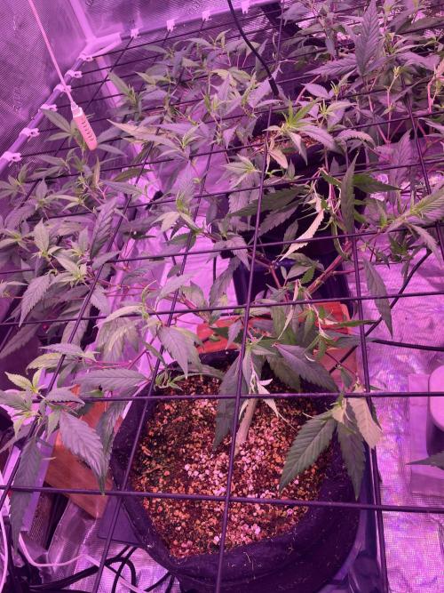 SweetSeeds Run (BM. Week 5