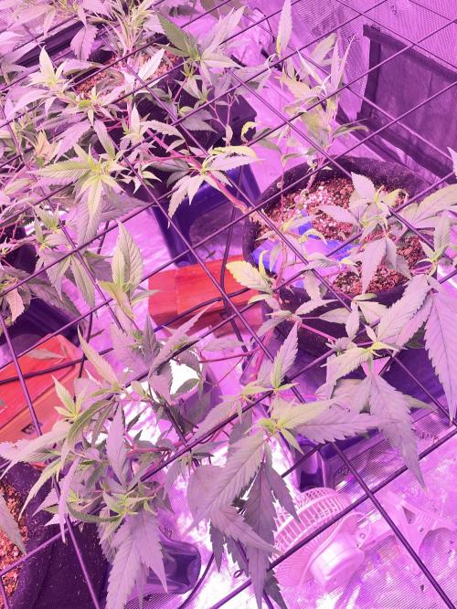 SweetSeeds Run (BM. Week 5