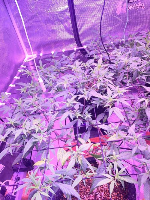 SweetSeeds Run (BM. Week 6