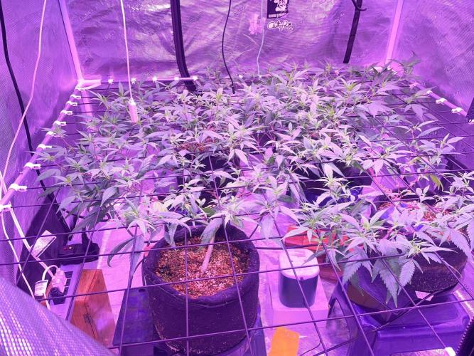 SweetSeeds Run (BM. Week 6