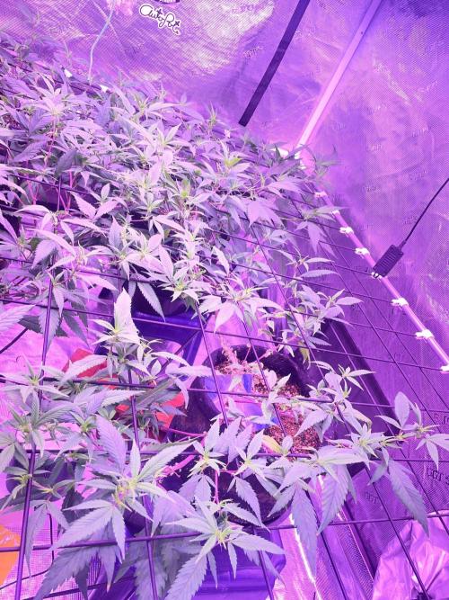 SweetSeeds Run (BM. Week 6
