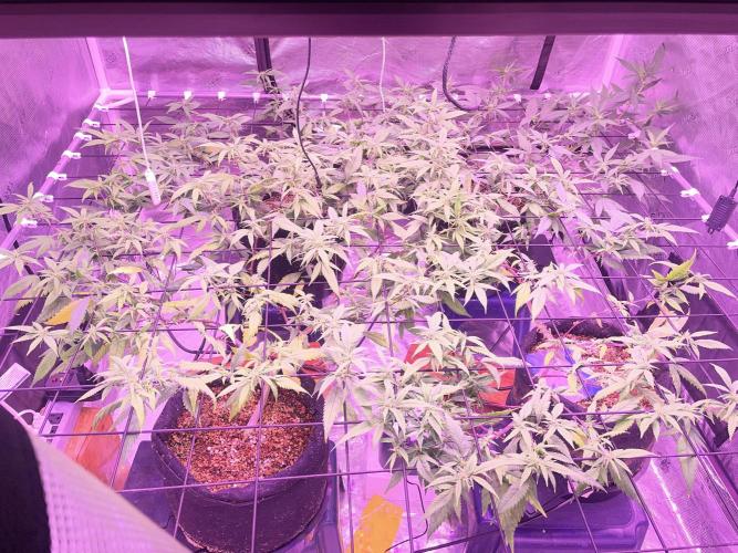 SweetSeeds Run (BM. Week 7