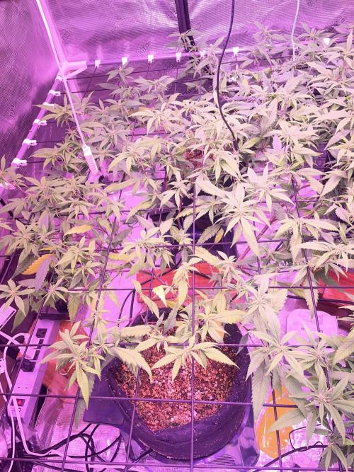 SweetSeeds Run (BM. Week 7