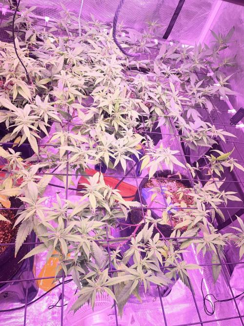 SweetSeeds Run (BM. Week 7