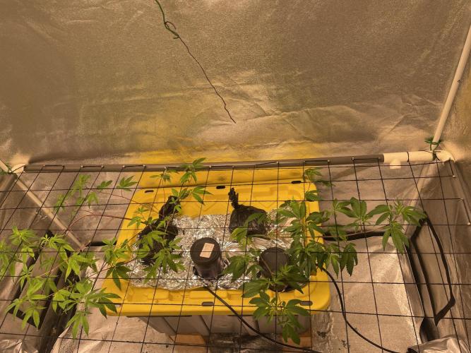 Dwc VelvetRun. Week 5