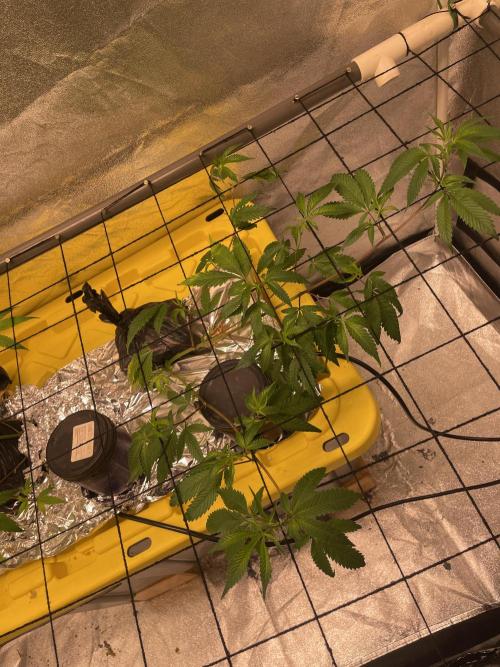 Dwc VelvetRun. Week 5