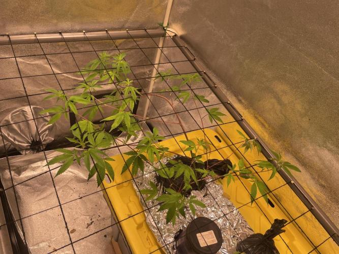 Dwc VelvetRun. Week 5