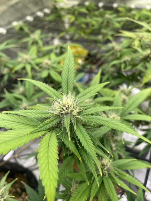 SweetSeeds Run (BM. Week 8
