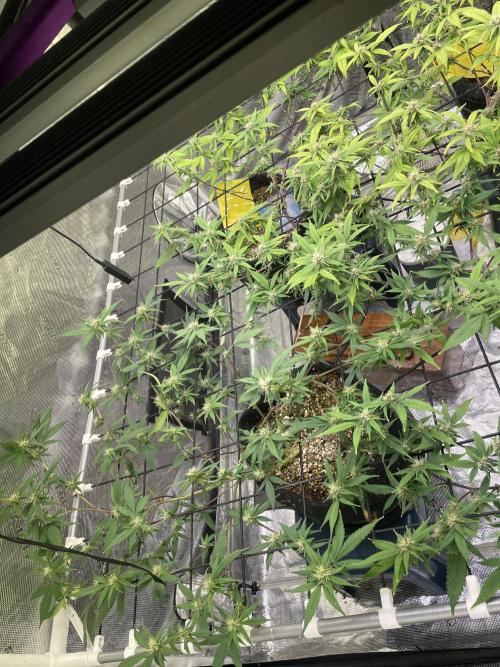 SweetSeeds Run (BM. Week 8