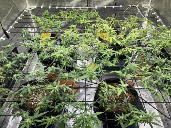 Black Muffin F1 Fast Version. Week 8