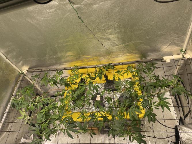 Dwc VelvetRun. Week 6