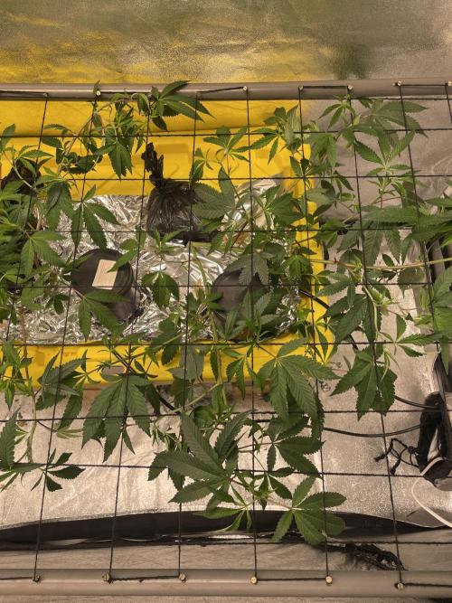 Dwc VelvetRun. Week 6