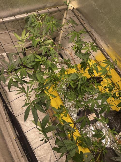 Velvet Moon. Week 6
