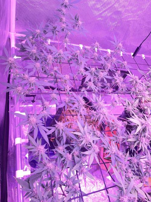 SweetSeeds Run (BM. Week 9