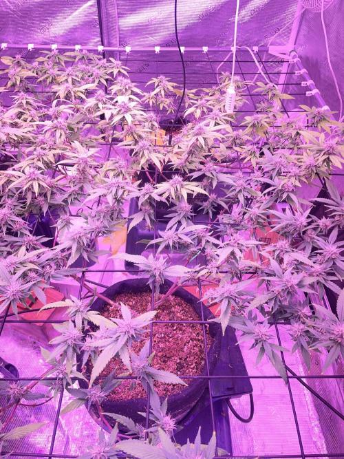 SweetSeeds Run (BM. Week 9