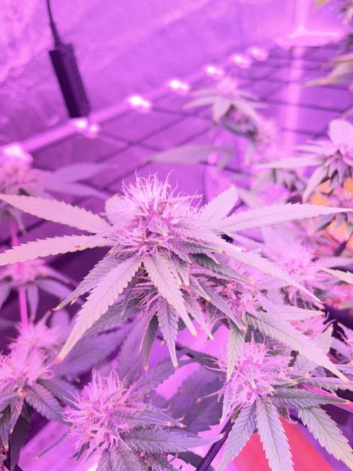 SweetSeeds Run (BM. Week 9