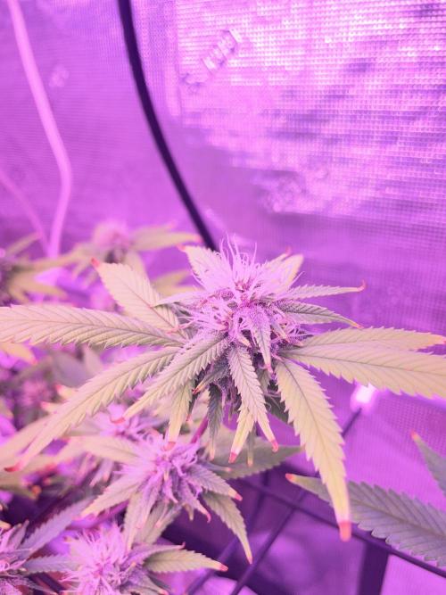 Black Muffin F1 Fast Version. Week 9